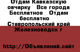 Отдам Кавказскую овчарку - Все города Бесплатное » Отдам бесплатно   . Ставропольский край,Железноводск г.